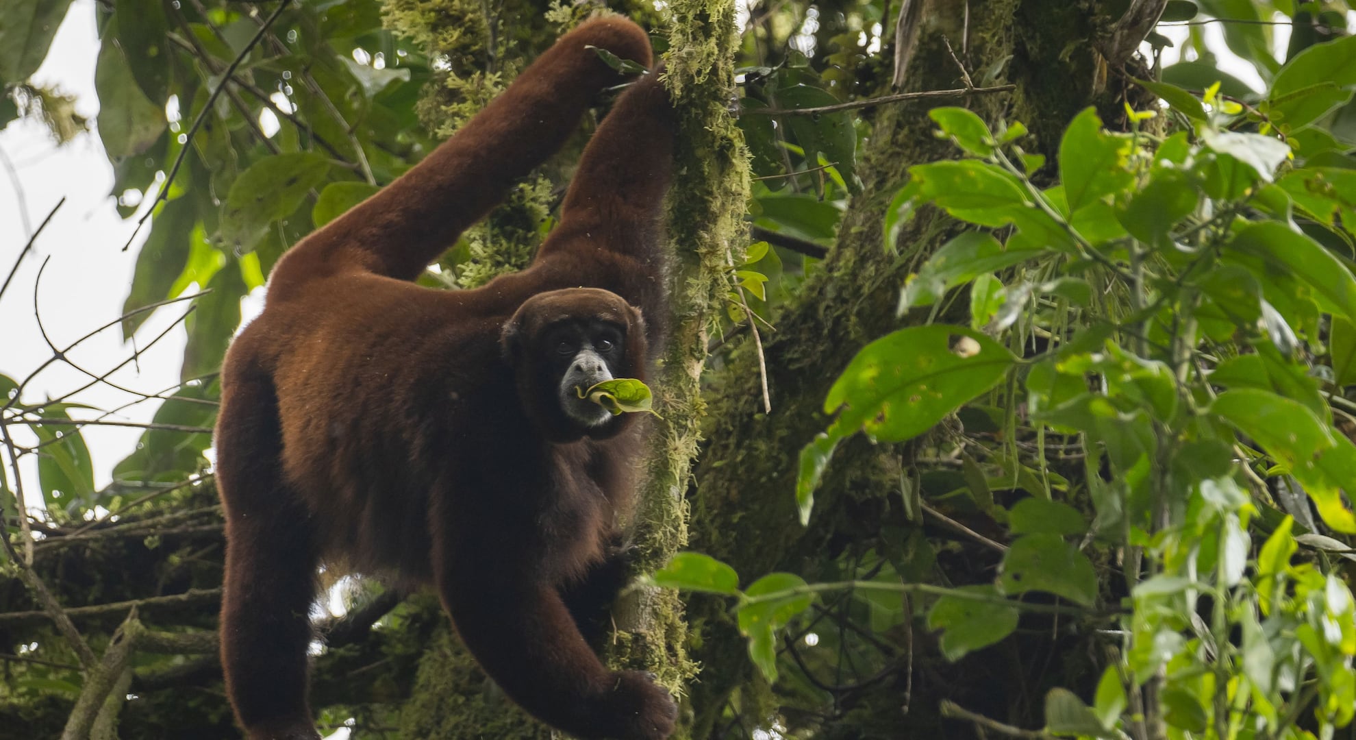 Habita solo en el Perú y está en grave riesgo de extinguirse: la historia del mono choro de cola amarilla