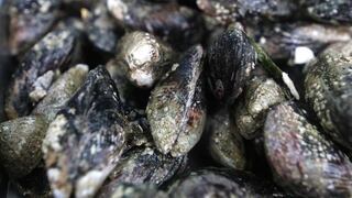 Produce: UE aprobó auditoría a moluscos bivalvos en Perú
