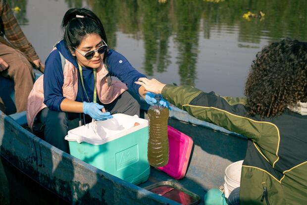 Vania Mendoza, coordinadora del censo, toma muestras de agua para realizar análisis de ADN ambiental y determinar la presencia o ausencia de ajolotes en vida silvestre en Xochimilco. Foto: cortesía CI / Susana Portillo