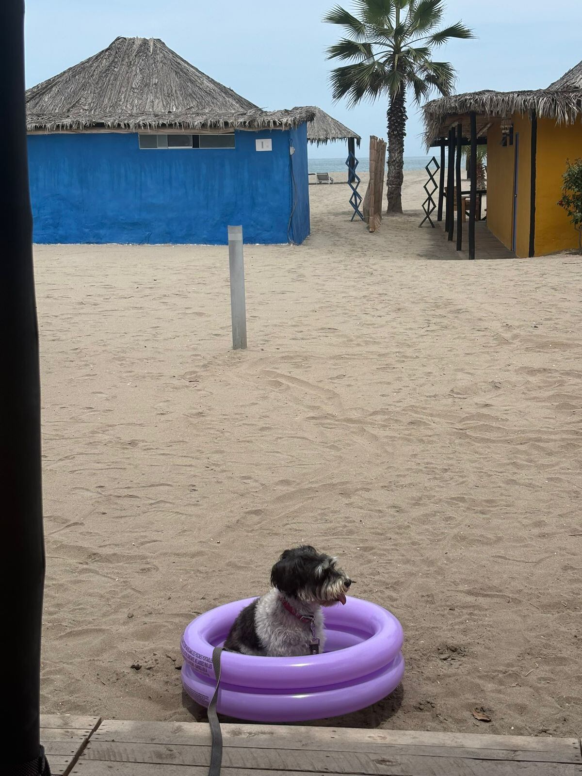 El vínculo de María José y Kiki es único. Su Wuf también la acompaña a la playa e, incluso, tiene su propia piscina para disfrutar de más de un chapuzón.