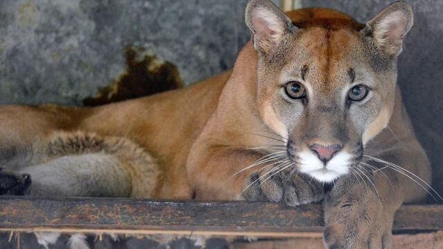 Colombia: los campesinos de Norte de Santander ahora son amigos de los felinos