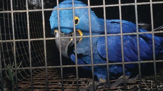 Un panoramadel tráfico de aves en Latinoamérica | VIDEO