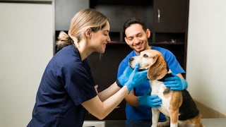 Día Mundial del Veterinario: 10 claves para entender esta noble profesión