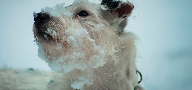 Arriesga su vida y se lanza a un lago congelado para salvar a un perro de una muerte segura