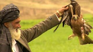 ¿Por qué desaparecen los pájaros del cielo de Afganistán?