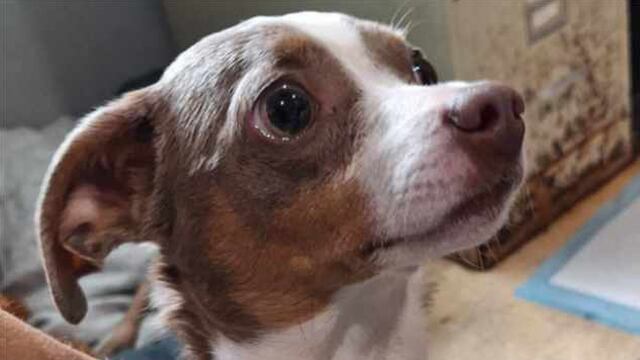 La perrita que estuvo perdida 5 meses y acabó en un refugio de animales en Alabama donde trabaja su dueña