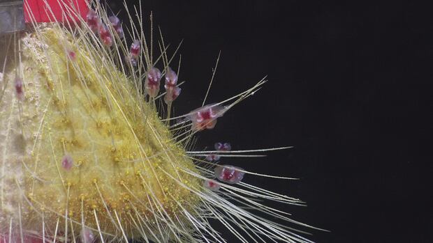 Un erizo de mar del género Argopatagus, que podría ser una nueva especie, fue encontrado en una montaña de la cordillera de Nasca. Crédito: ROV SuBastian / Schmidt Ocean Institute.