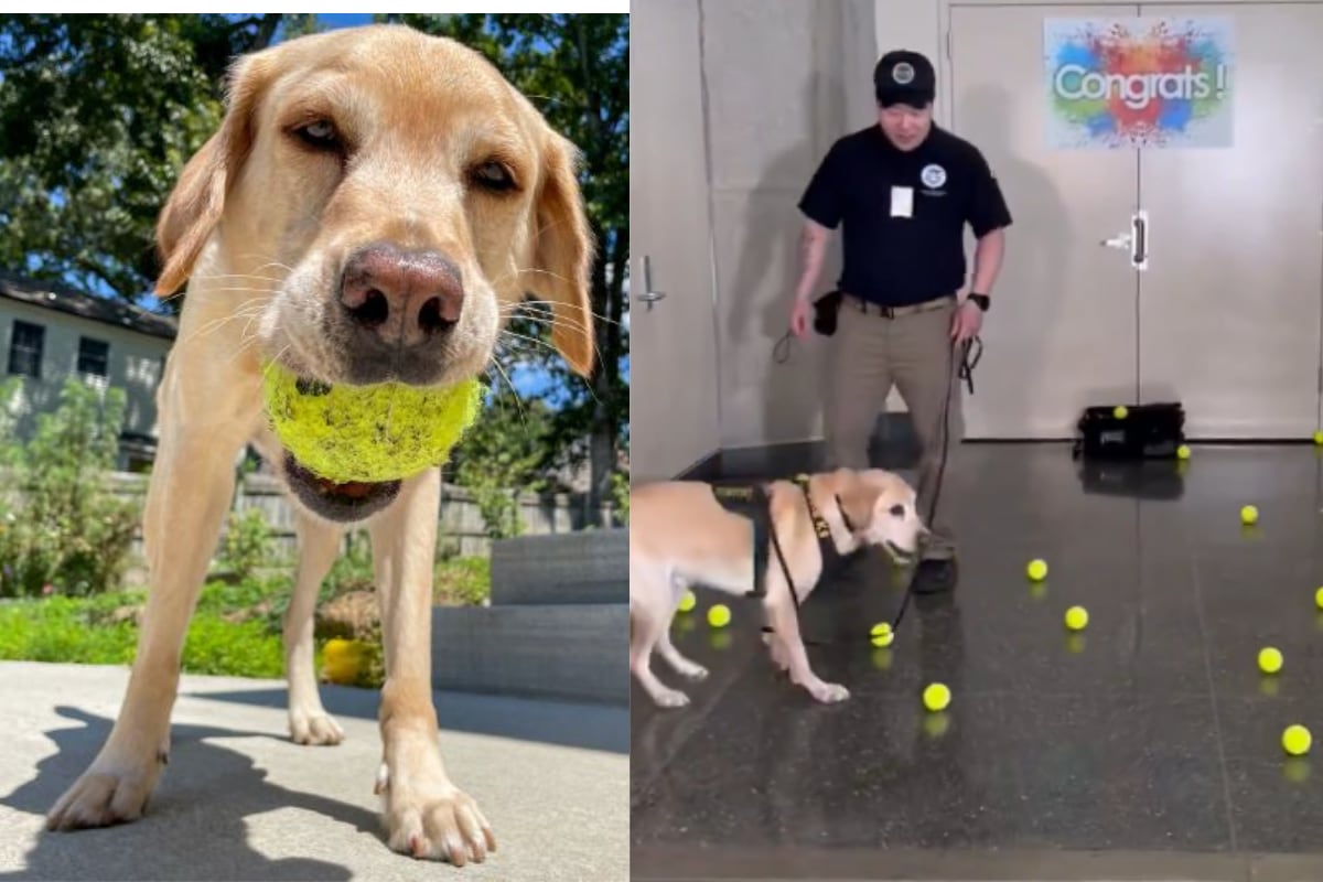 Messi pasó al retiro el último viernes, luego de prestar servicios por algunos años en la en la Administración de Seguridad del Transporte. (Foto: TSA).