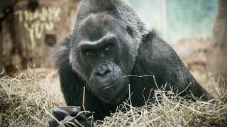 Fallece el primer gorila del mundo que nació en un zoológico