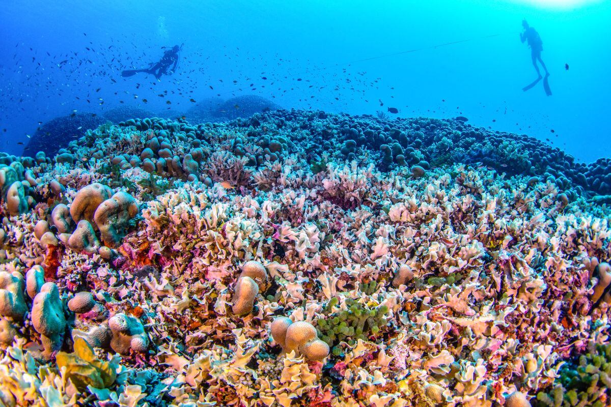 El nuevo coral fue encontrado por un equipo de National Geographic en la punta sudeste de Islas Salomón, una zona conocida como las Tres Hermanas.