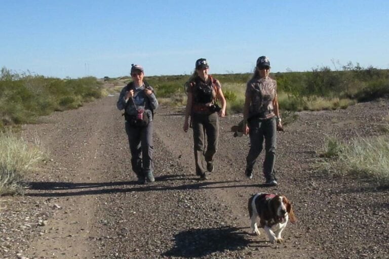 Las salidas a los campos de San Antonio Oeste suelen hacerse en los meses de verano, que es la época donde las tortugas están más activas. Foto: cortesía Programa de Conservación de Tortugas Terrestres en Patagonia.