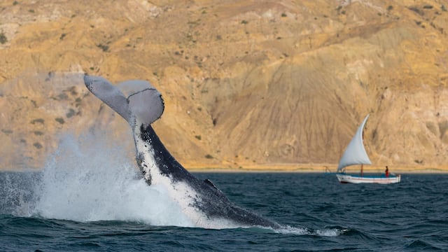 Temporada de ballenas: cómo verlas en Perú y el mensaje que nos quieren dar desde las profundidades