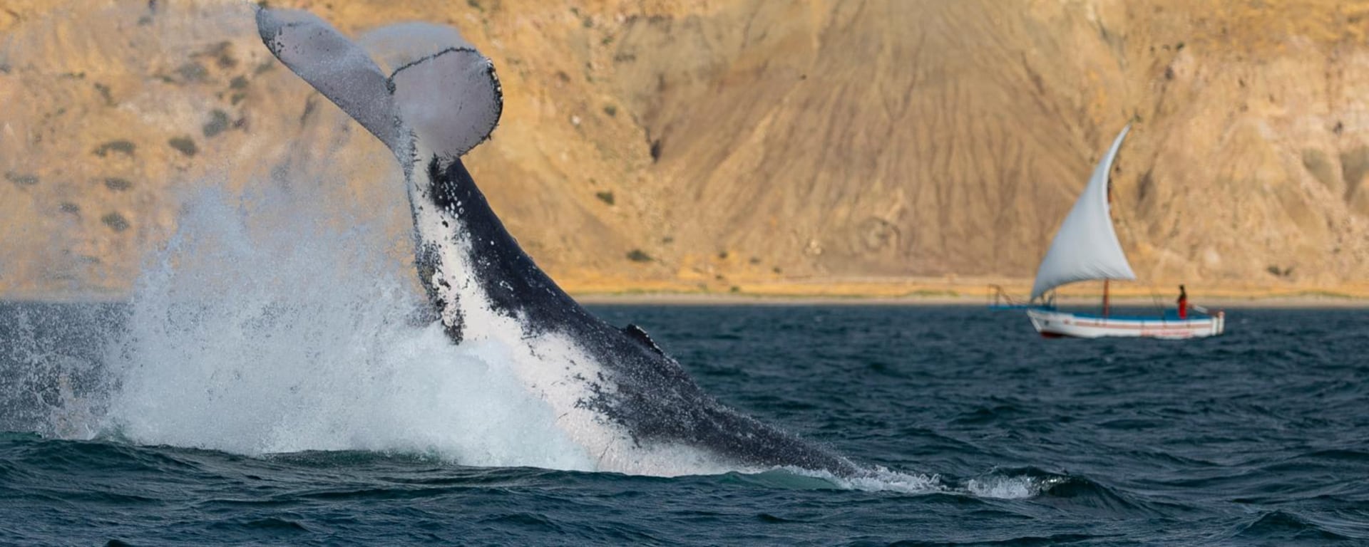 Temporada de ballenas: cómo verlas en Perú y el mensaje que nos quieren dar desde las profundidades