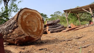 Bolivia: invasores llegan hasta el corazón de la Reserva Municipal de San Rafael y tumban el bosque