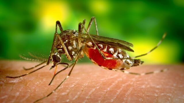 Los mosquiteros y otros elementos que te pueden proteger del dengue