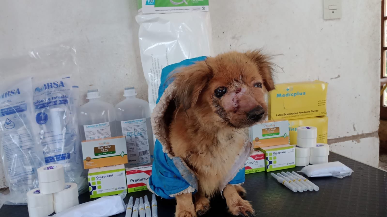 Gilver pasó cuatro años en el albergue de Cieneguilla. Luchó contra un cáncer en la mandíbula, pero nunca perdió la alegría ni las ganas de vivir.