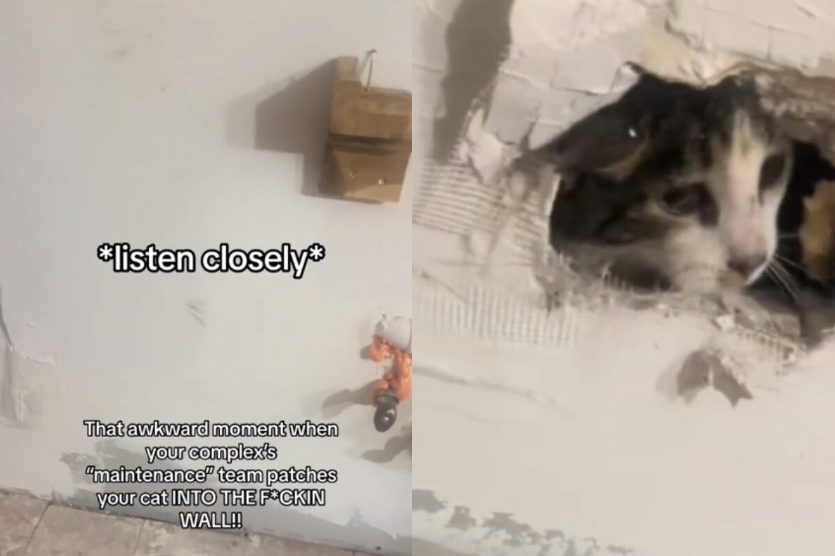Un gato quedó atrapado entre las paredes y el video se viralizó rápidamente. (Foto: TikTok/@myworld).