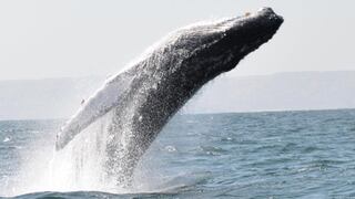 Imperdible: empezó la temporada de avistamiento de ballenas jorobadas