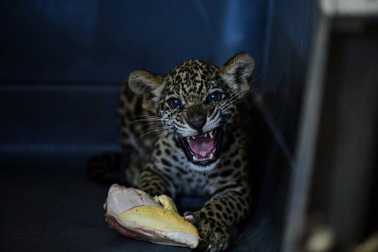 La cachorra Luna tiene 10 kilos. Es más grande que el macho, como es usual en su especie a esta edad. Foto: Gobierno Regional de Ucayali