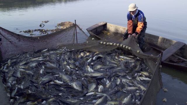 Ejecutivo aprueba transferencia por S/ 5 millones para reactivar economía de pescadores artesanales