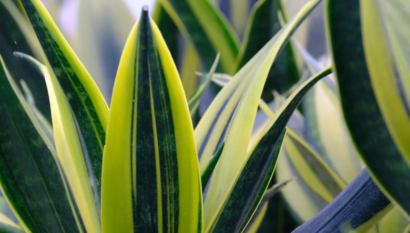 La lengua de suegra no solo purifica el aire, sino que es beneficiosa para la salud de las personas. (Foto: Pixabay/hartono subagio).