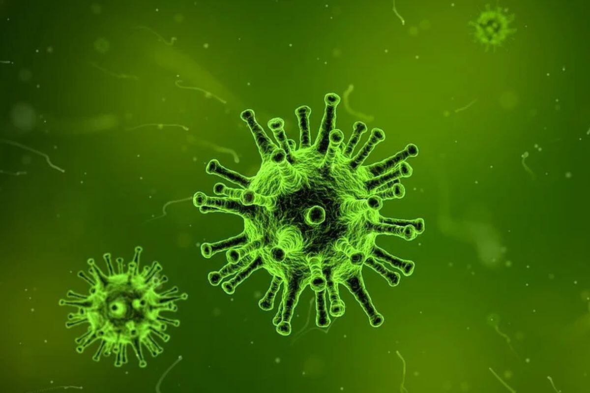 Un virus es un agente infeccioso microscópico acelular que solo puede reproducirse dentro de las células de otros organismos (Foto: Pixabay)