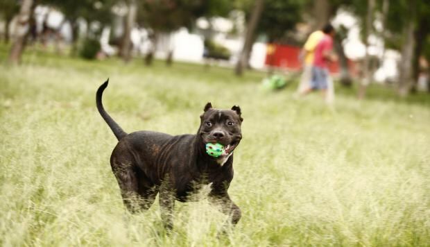 Conoce todos los detalles respecto a los requisitos para viajar al exterior con tu mascota. (Foto: GEC)