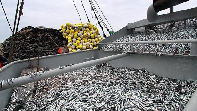 Pesca crece 31% a junio impulsada por mayor captura de anchoveta