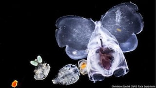 Las fascinantes y diminutas criaturas del océano
