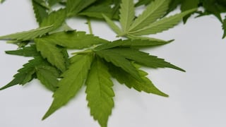 Estudian el uso de marihuana en niños con epilepsia severa