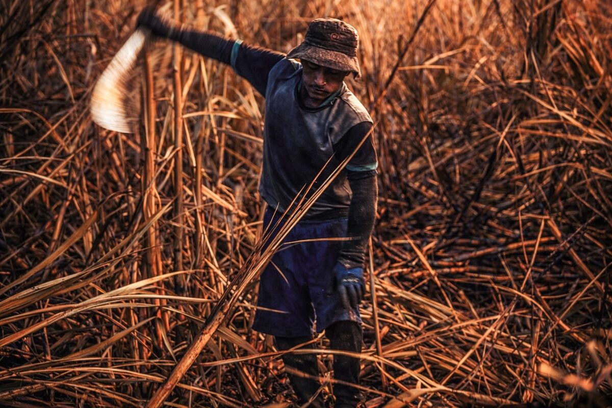 El corte manual de la caña de azúcar retratado como nunca antes