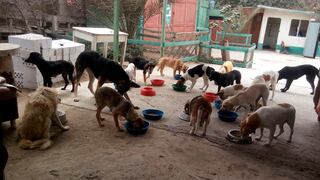 WUF brindó donaciones de alimento a más de 1000 perros en los últimos dos meses