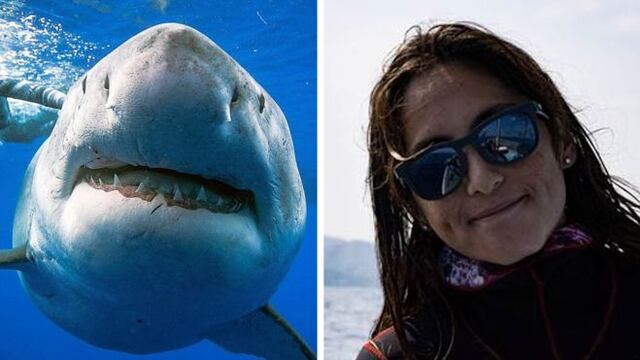 "Pensé que mi corazón iba a explotar": la buzo que nadó con "el tiburón más grande del mundo"