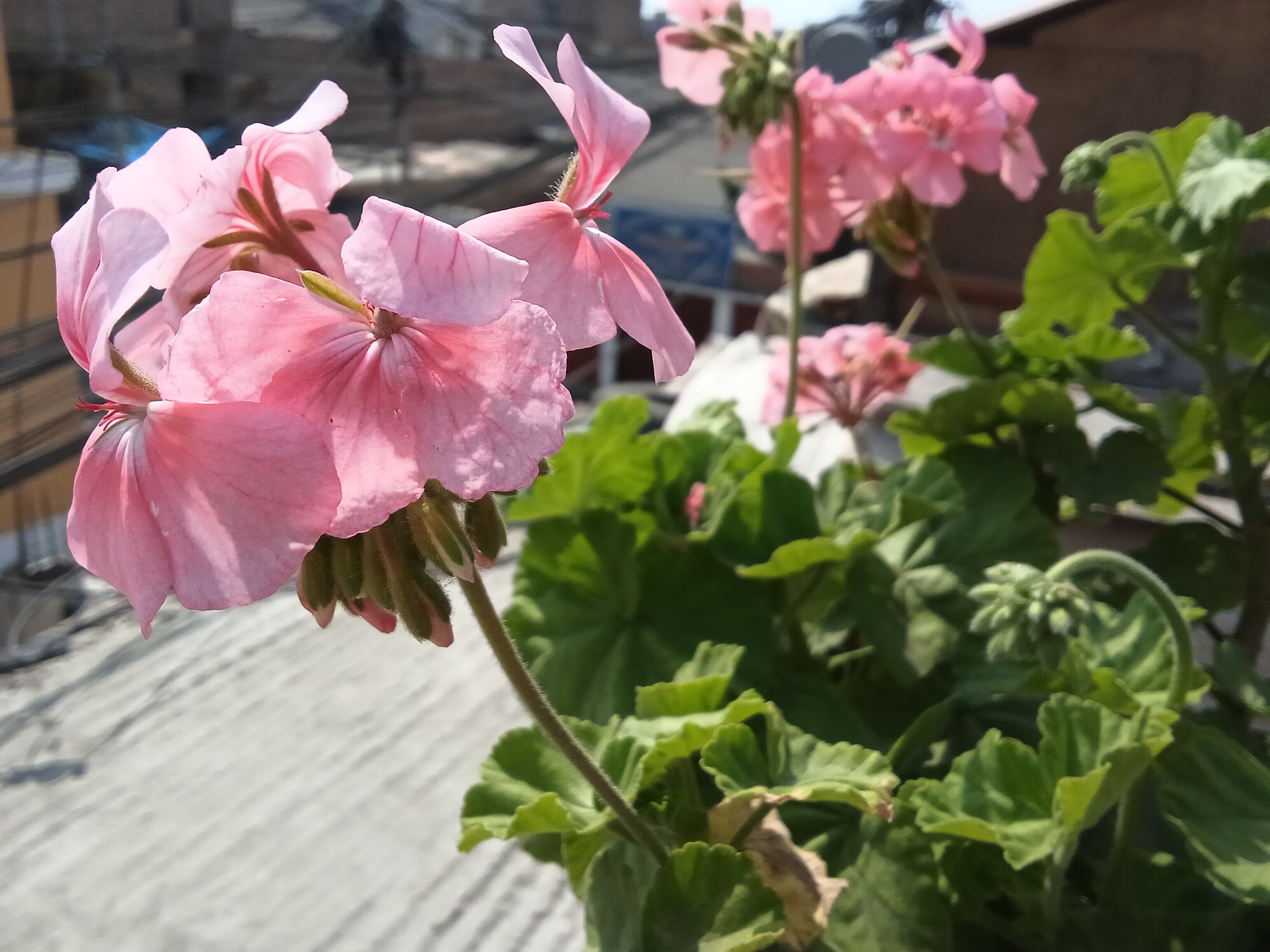 Las fotografías de la Lenovo Tab Plus cumplen muy bien con un resultado aceptable.