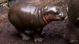 Australia: mira el curioso nacimiento de un hipopótamo pigmeo