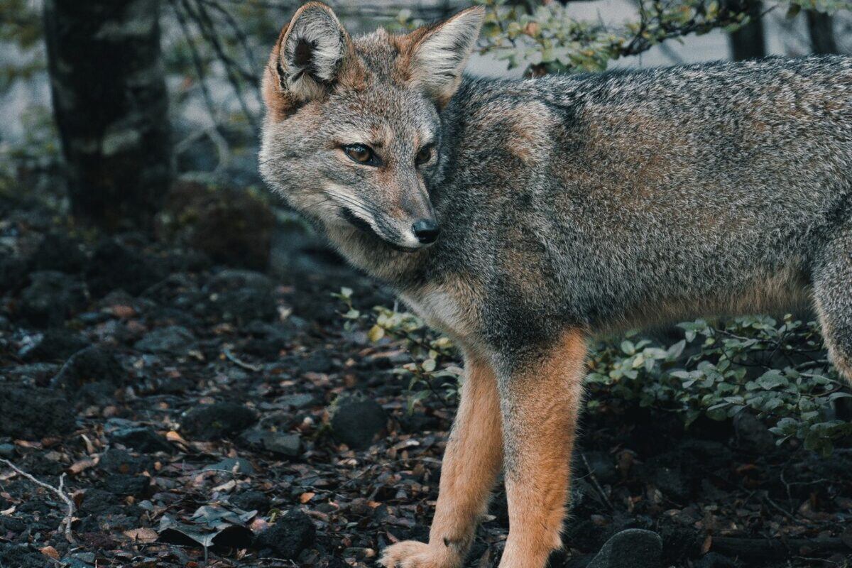 Foto: Parque Nacional Conguillío