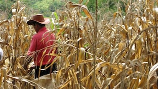 Scotiabank: Producción del maíz y de la soya se recuperaría para el 2022