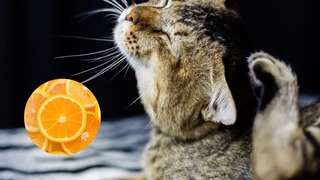 Cómo eliminar las pulgas de tu gato con naranjas