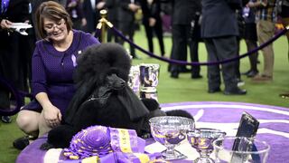 Conoce a Siba, el poodle que se llevó el primer lugar en el Westminster Dog Show | FOTOS Y VIDEO