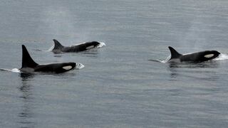 Video muestra cómo tres orcas persiguen y matan a tiburón blanco