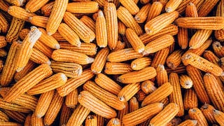 El legado del maíz peruano, una historia milenaria