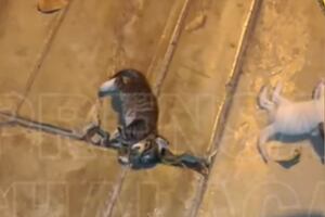 Callao: denuncian que mujer causó la muerte de tres gatos tras arrojarlos desde un tercer piso