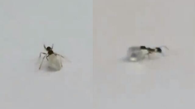 Facebook: las imágenes de la hormiga ladrona que 'roba' diamantes en joyería [VIDEO]