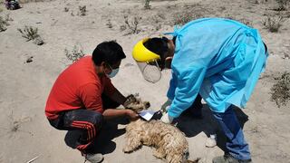 Rabia canina en Perú: Ministerio de Salud emitió alerta epidemiológica en ocho regiones
