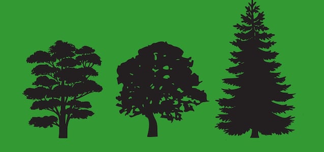 El árbol que más te guste te ayudará a saber si eres una persona con valores