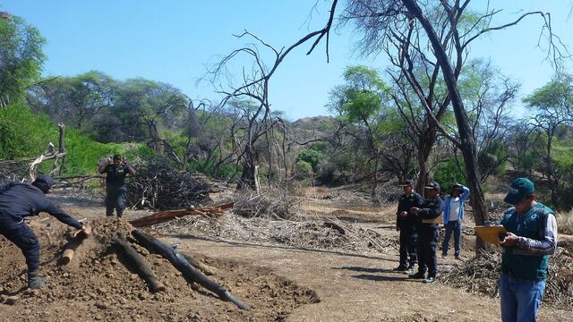 Piura: detienen tala de algarrobos y producción de carbón ilegal en Sullana