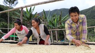 Puno: el esfuerzo de los cafetaleros en plena pandemia del COVID-19 para mejorar la producción de café | FOTOS