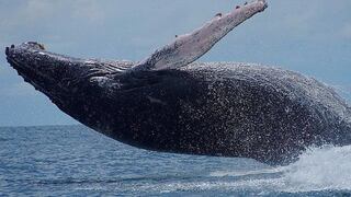 Videos alertan maniobras peligrosas de turistas al avistar ballenas en Colombia