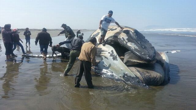 FOTOS: ballena varada en Lambayeque se convierte en atractivo y curiosos posan sobre ella