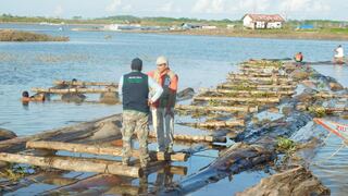 Ucayali: incautanS/300 mil en maderade presunto origen ilegal